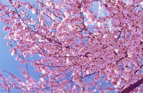 Pink Cherry Blossom Flowers Photo 34658286 Fanpop