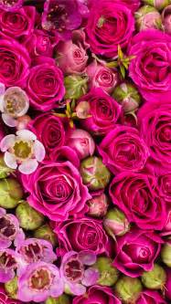 Desktop Wallpapers Texture Roses Pink Color Flowers 1080x1920