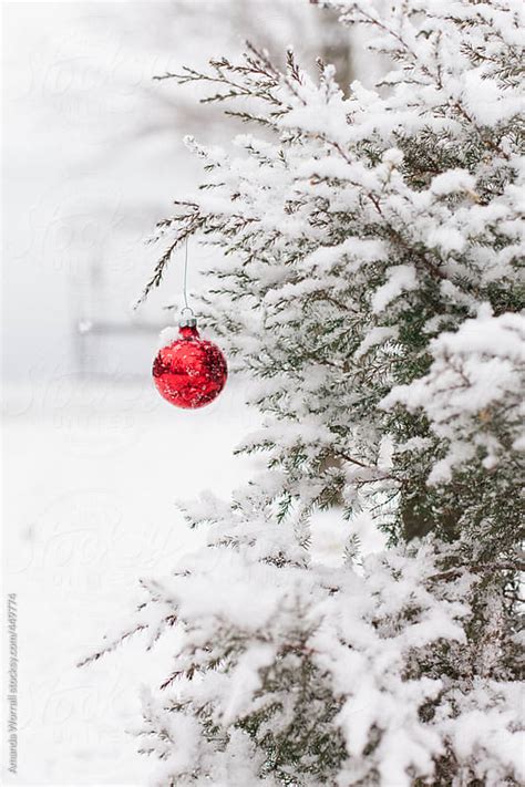 Red Christmas Ornament Hanging From Snow Covered Pine Tree By Amanda