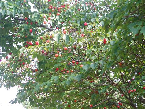 It is a plant native to east asia including korea, china and japan. Fruits of Kousa Dogwood | Nature Photo Gallery
