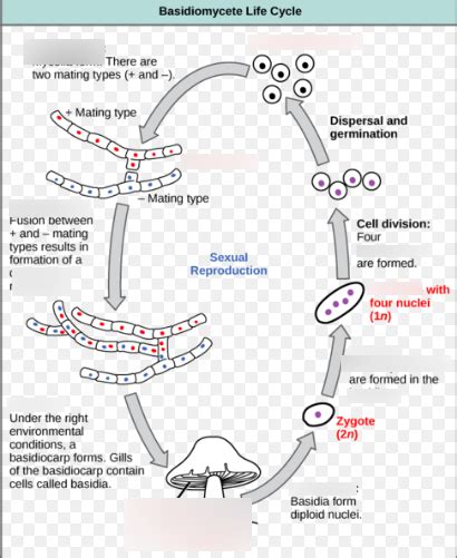 Fungi Life Cycle Diagram Quizlet