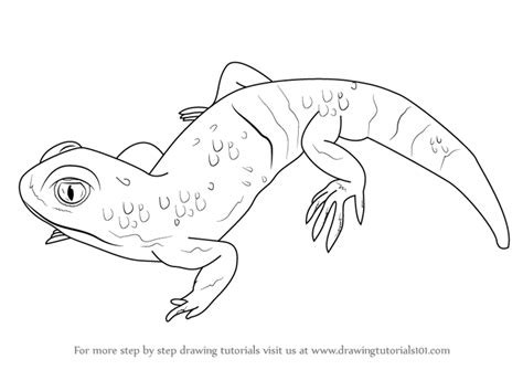 Reptiles first appear in the fossil record 315 million years ago and were the dominant animals during the mesozoic. Learn How to Draw a Barking Gecko (Reptiles) Step by Step ...