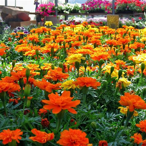 America's largest online plant nursery. The Plant Nursery - Home Improvement & Repair - Charlotte ...