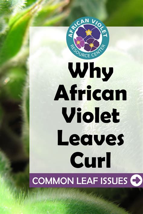 African violet leaf cutting propagation has a high success rate so those chances aren't exactly low. Why African Violet Leaves Curl in 2020 | African violets ...