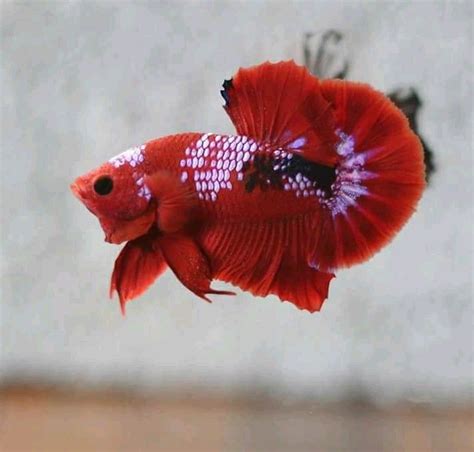 Hellboy Betta For Sale - BETTAKUS