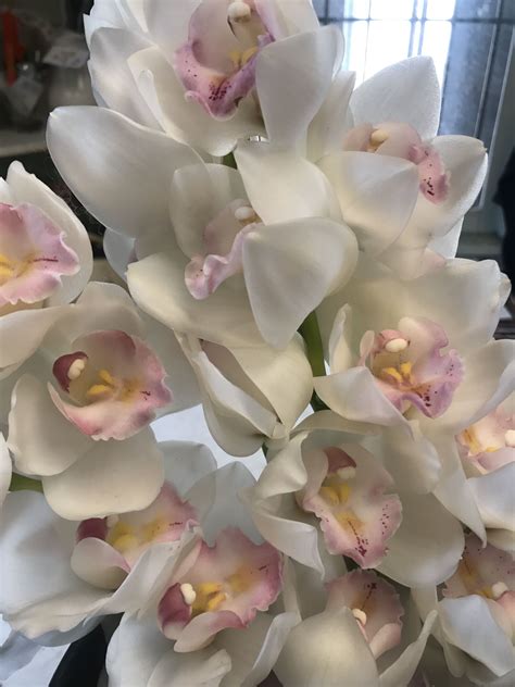 Gorgeous White Cymbidium Orchid Cymbidium Orchids Orchids Flowers