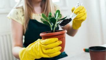 Epsom salt is one of those things i always keep on hand. Information About Using Epsom Salts For Plants in 2020 ...