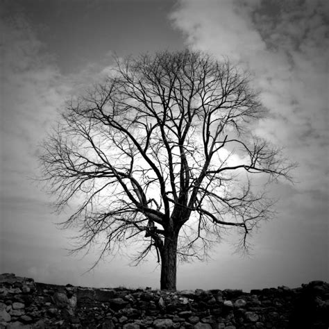 Single Tree Bw Photograph By Vast Photography Fine Art America