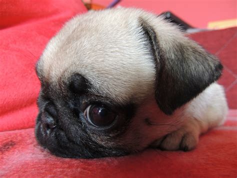 Adorable Pug Puppy On Red Blanket About Pug