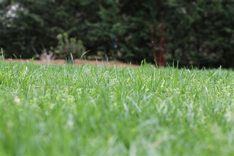 3 Tips For Your Fescue This Fall Lawn Guard