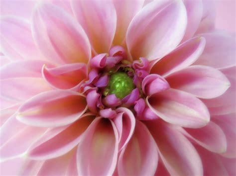 Lovely Light Pink Dahlia Dream Photograph By Johanna Hurmerinta Fine