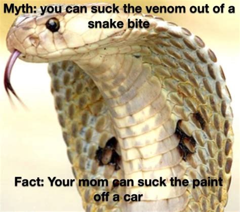 Myth You Can Suck The Venom Out Of Snake Facts Your Mom Suck The Car