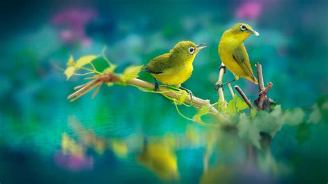 Cute Yellow Birds Are Sitting On Stick In Body Of Water With Reflection