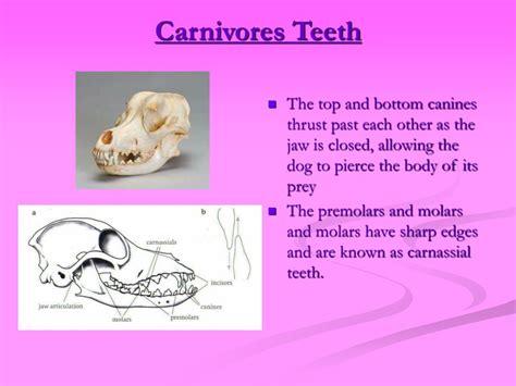 Ppt Herbivores And Carnivores Powerpoint Presentation Free Download