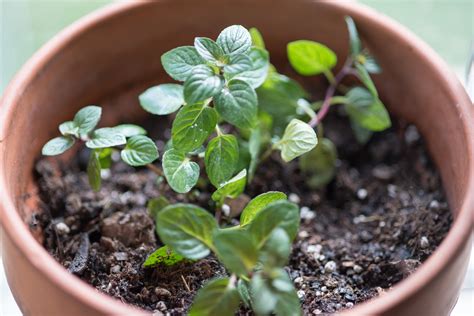 How To Grow Mint From Cuttings Likely By Sea