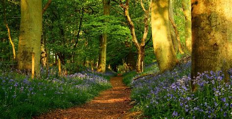 Woodland Spring Wallpapers - Wallpaper Cave