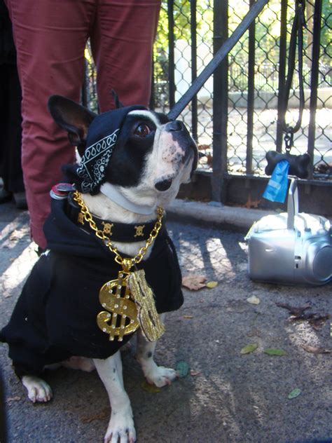 Bling Dog Blinged Out Dog 19th Annual Tompkins Square Hal Flickr