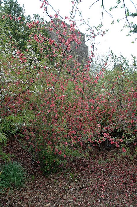 Pink Lady Flowering Quince Chaenomeles X Superba Pink
