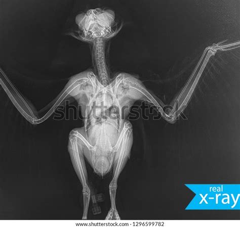503 X Ray Bird Images Stock Photos And Vectors Shutterstock