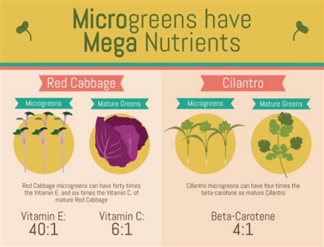 How To Grow Your Own Microgreens An Illustrated Guide Food And Drink