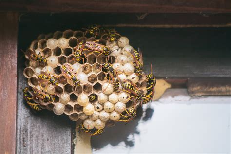 How Wasps Can Get Inside Homes During Winter