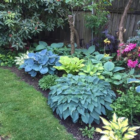 Black Gold Top 10 Shade Garden Plants For The Pacific