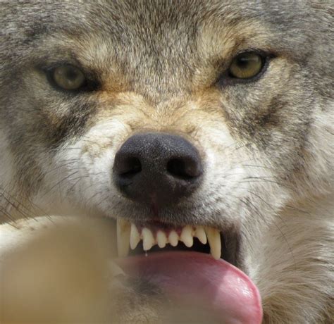 In Pictures Your Wolf Encounters Bbc News