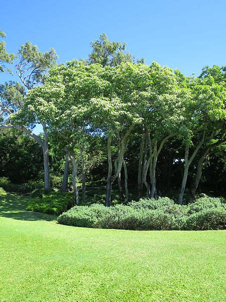 Maybe you would like to learn more about one of these? The Kukui-Hawaii's State Tree | Hawai'i Forest Tracks