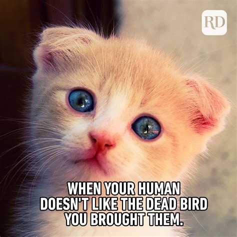 Funny Cat Meme Humans Being Mean Unamed