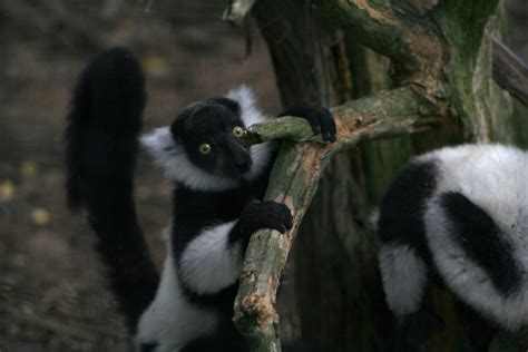 Black And White Ruffed Lemur Binder Park Zoo
