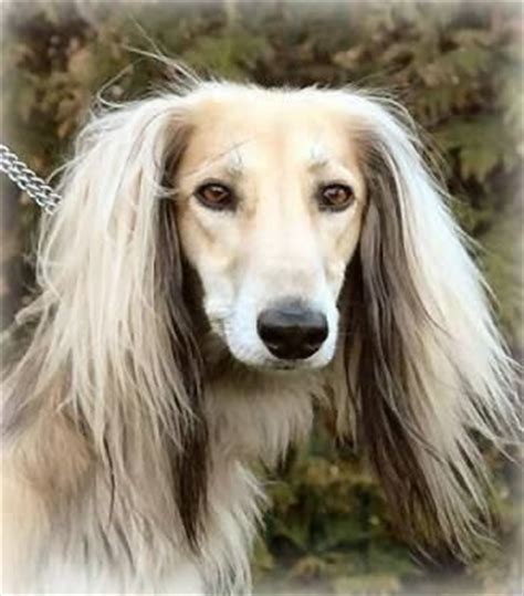 Borzoi are elegant, ancient beasts who once hunted wolves and were exclusively owned by tsars. Saluki | Animals | Pinterest