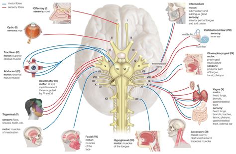 names functions and locations of cranial nerves