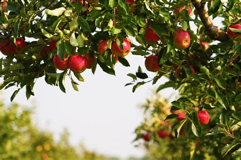Buy uk grown fruit trees, with over 130 varieties to choose from, by mail order at ashridge nurseries. In Copenhagen, They Will Be Planting Communal Fruit Trees ...