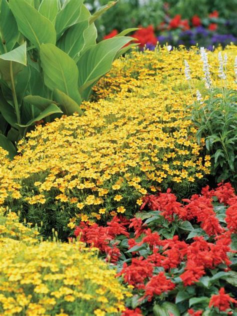 Hanging baskets, window boxes, patio containers, same story. Shade Gardening Secrets | HGTV