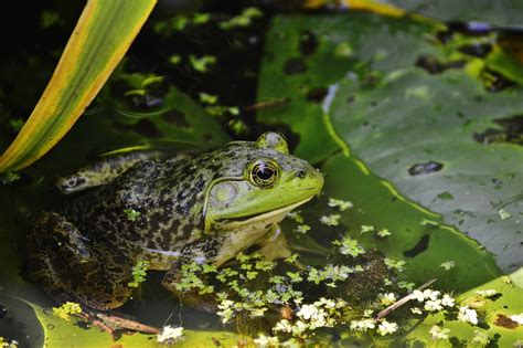 American Bullfrog Lithobates Catesbeianus DSC Flickr