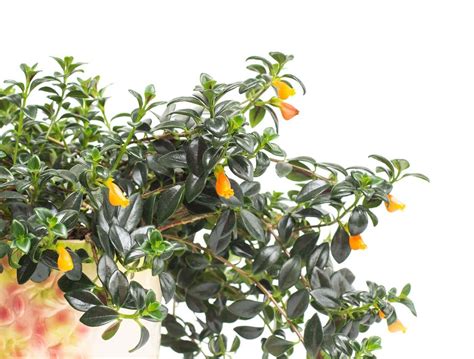 With proper care, goldfish can live longer than a decade. Ultimate Guide to Goldfish Plant Care (Columnea gloriosa ...