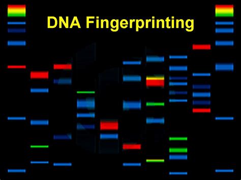 Unseen Rare Collection Dna Structurestrandreplicationmolecule