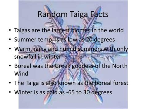 Ppt The Taiga Biome Powerpoint Presentation Free Download Id2335954