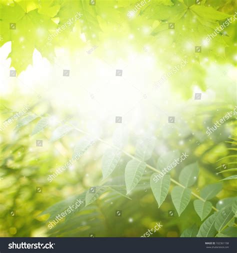 Beautiful Eco Background Green Leaves Bright Sun Stock Photo
