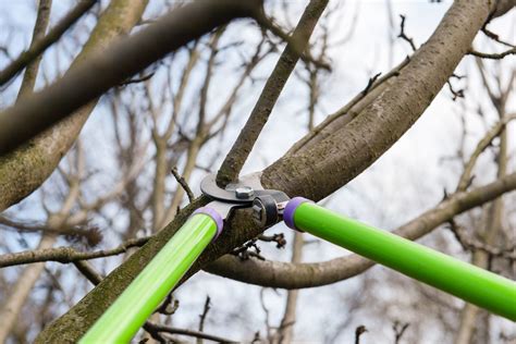 Proper Tree Pruning Techniques Springfield Tree Service