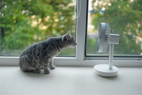 5 Hvac Maintenance Tips For Pet Owners