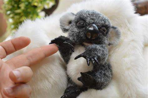 Koala Cub Eyes Open And C By Irina Fedi Bear Pile