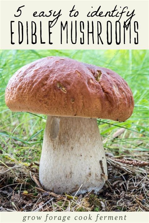 Books Fungi A Field Guide To Edible And Inedible Fungi North American