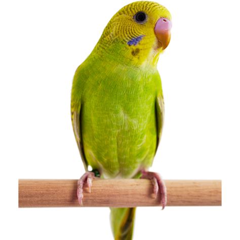 Parakeets For Sale Buy Fancy Rare Parakeetsbudgies For Sale Petco