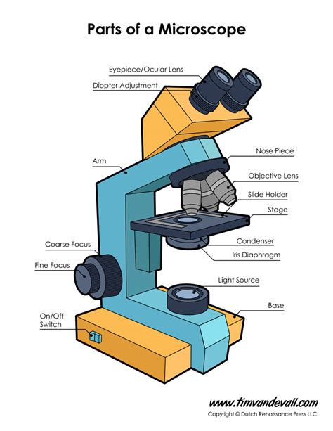 Microscope Diagram Labeled Unlabeled And Blank Parts Of A Microscope
