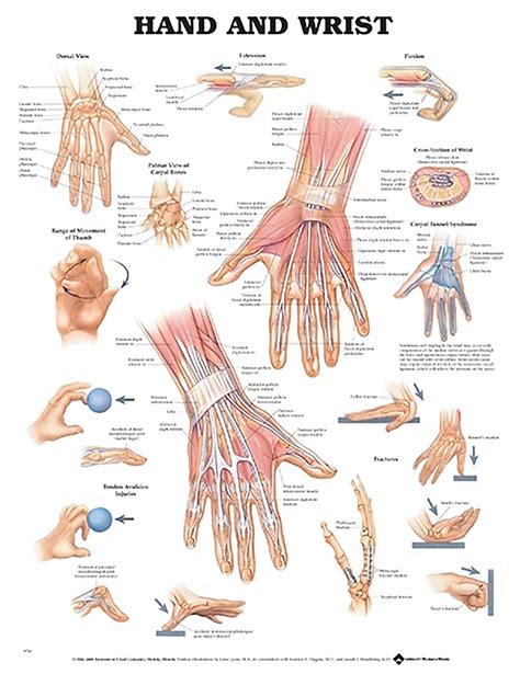 Hand And Wrist Anatomical Chart Canada Clinic Supply