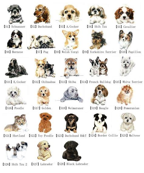 Small Dog Breeds With Names And Pictures Moo Seat The Forest