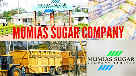 Will Mumias Sugar Company Be Revived The Rise And Fall Of Msc Youtube