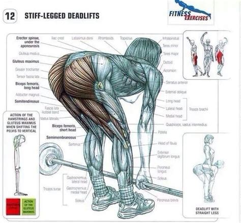 Diagrams.net (formerly draw.io) is free online diagram software. Pin by Heather Hines on Glute Workout | Pinterest
