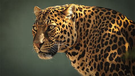 Free Photo Wild Jaguar Animal Forest Jaguar Free Download Jooinn